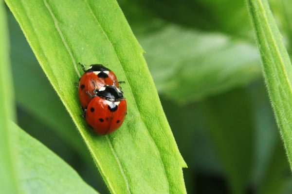 Mariquitas sobre una hoja, cópula, sexo